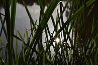 Un soleil brillant à travers de longs brins d'herbe sur les berges d'une rivière par Breezy Photography and Design Aperçu