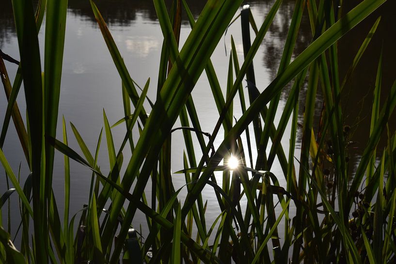 Un soleil brillant à travers de longs brins d'herbe sur les berges d'une rivière par Breezy Photography and Design