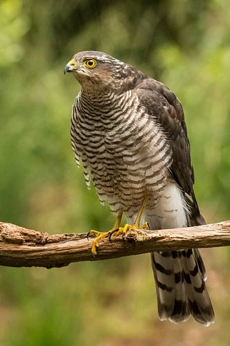 Sparrowhawk, Accipiter nisus. A portrait.