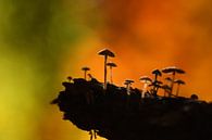 Herfst kleuren pallet van Patricia van Nes thumbnail