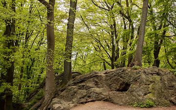 big rocks and tree roots on walking trail in the teutoburgerwald in ge by ChrisWillemsen