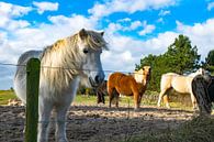 Pony's op Texel van Dick Hooijschuur thumbnail