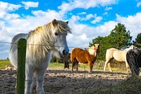Ponies auf Texel