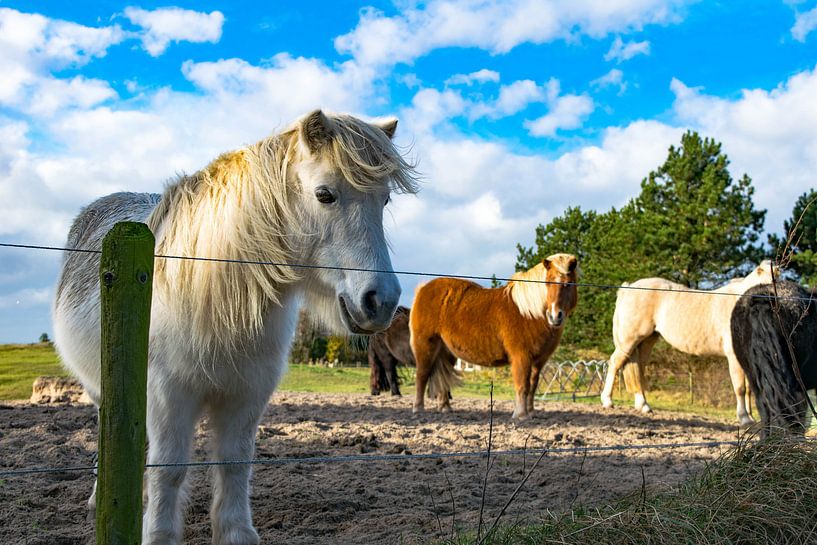 Pony's op Texel van Dick Hooijschuur