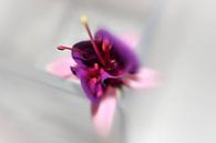 Fuchsia van Martine Affre Eisenlohr thumbnail