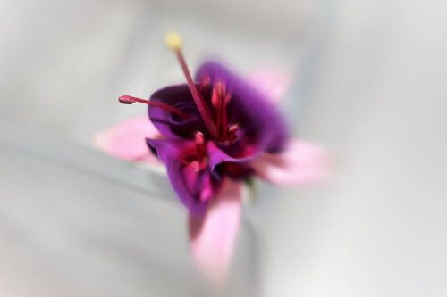 Fuchsia