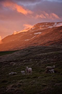 IJslandse schapen voor een zonsondergang van Elisa in Iceland