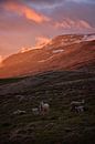 Isländische Schafe vor Sonnenuntergang von Elisa in Iceland Miniaturansicht
