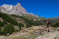 Un berger dans les Alpes françaises