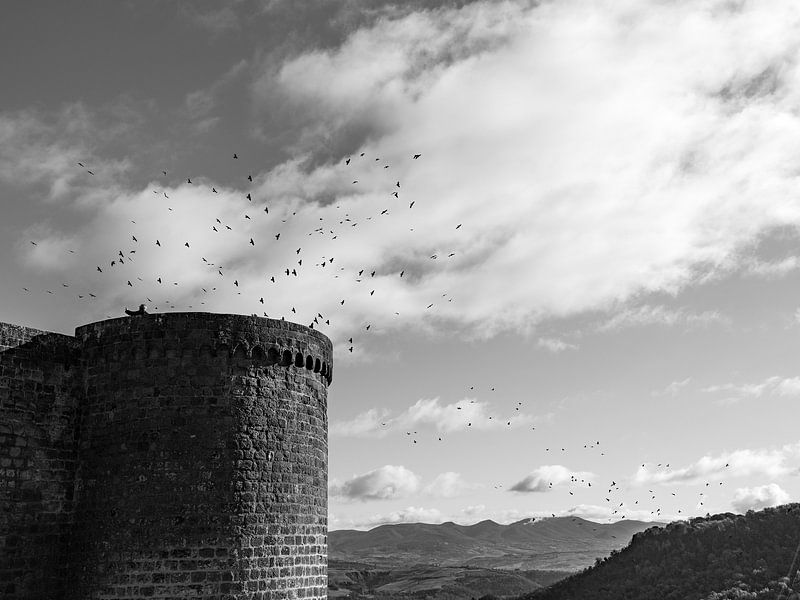 The Master and The Birds BNW by Martijn Jebbink Photography