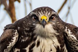 Mäusebussard Auge in Auge von Arie Jan van Termeij