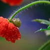 Coquelicot après la pluie sur Thomas Jäger