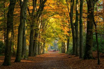 Wanderer in einem herbstlichen Wald