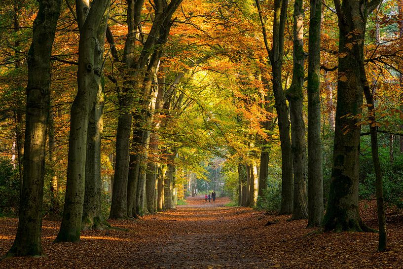 Wandelaars in een herfst bos van Bram van Broekhoven