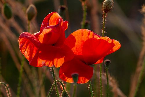 Klaproos in tegenlicht.