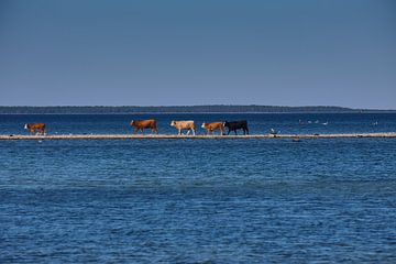 vaches sur une digue sur Geertjan Plooijer