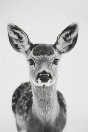 Deer by Poster Art Shop