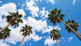 Palmbomen met wolken