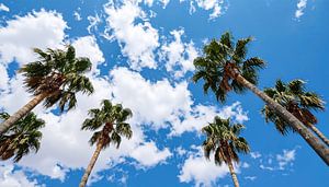 Palmen mit Wolken