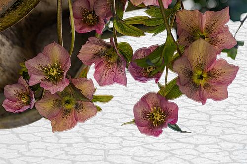 Helleborus Oriëntalis in spiegel