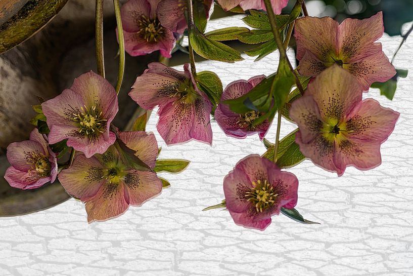 Helleborus orientalis in mirror by Huub de Bresser
