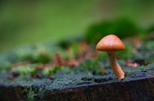 De schimmeldraden van zo'n paddenstoeltje peuzelen het hout op