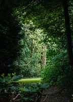 Lichtspiel zwischen Bäumen