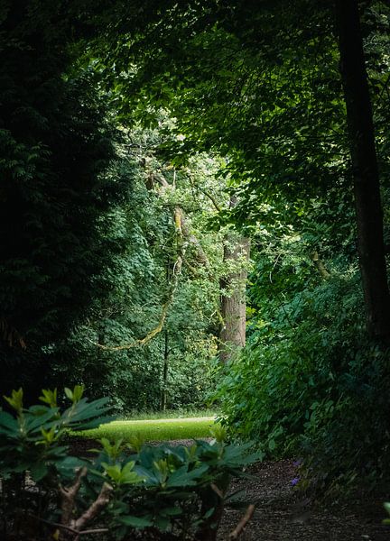 Play of light between trees by joost bosmans