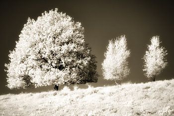 Surrealistische minimalistische Infrarot-Landschaft mit Bäumen auf einem Hügel. Monochromer Sepia-Fotodruck.