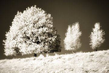 Surrealistisch minimalistisch infrarood landschap met bomen op een heuvel. Monochroom sepia. van Hidden Light Gallery