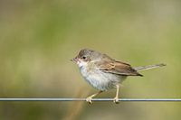 Warbler