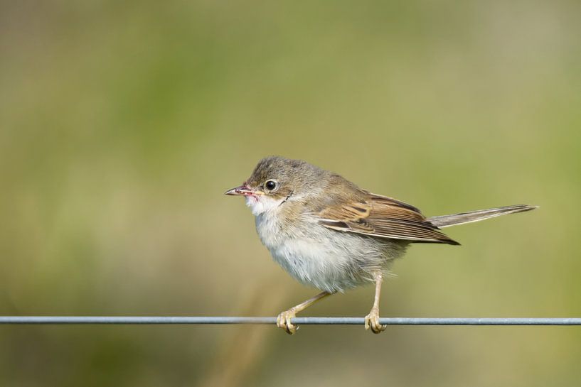 Warbler by Click it Fotografie
