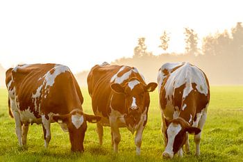 Kühe auf einer Wiese während eines nebligen Sonnenaufgangs in der Region IJsseldelta. Das rotholstei