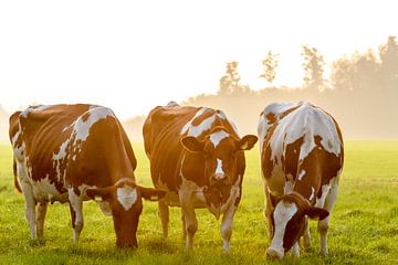 Koeien in de wei tijdens een mistige zonsopgang in de IJsseldelta van Sjoerd van der Wal