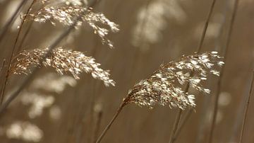 Goldenes Schilf - Oostvaardersplassen von Gerda Hoogerwerf