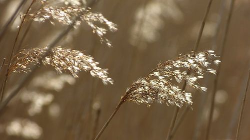Gouden Riet - Oostvaardersplassen