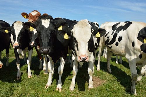 Curious cows on the beautiful island of Texel, the Netherlands