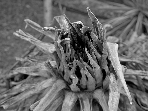 Artistieke compositie dode plant (zwart wit)