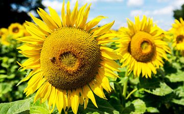Sonnenblumenfeld mit fleissigem Bienchen von Frank Herrmann