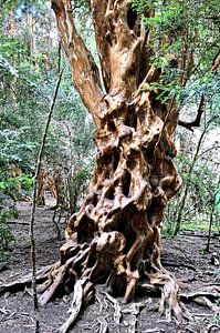 Arrayan-Wald: ein Juwel Patagoniens