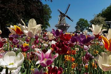 Keukenhof