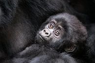 Bébé gorille par Jos van Bommel Aperçu