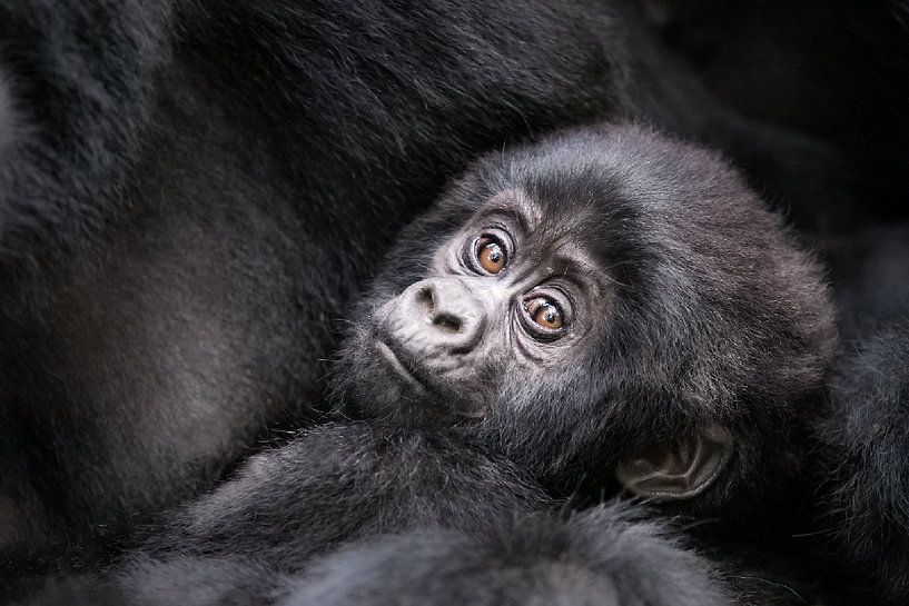 Bébé gorille par Jos van Bommel