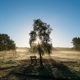 Bench by Matthijs Dijk