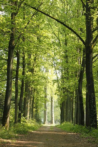 bospad naar het licht