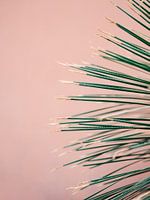 Grün auf Koralle | Botanische moderne Fotografie drucken | Tropischer Vibe Kunstdruck / Poster