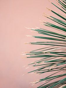 Grün auf Koralle | Botanische moderne Fotografie drucken | Tropischer Vibe Kunstdruck / Poster