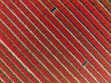 Rode tulpen in akkers van bovenaf gezien van Sjoerd van der Wal