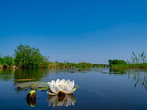 Waterlelie van Sjoerd van der Wal Fotografie