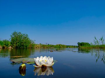 Lily blossoming in the Wieden by Sjoerd van der Wal